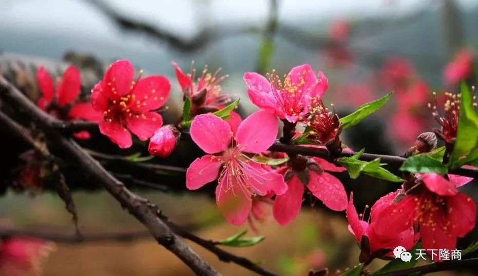 桃洪鎮的煙雨今生和新設街道桃花坪的燦爛前世