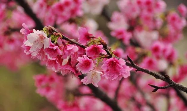 1月28日行攝櫻花花開正好新豐櫻花峪賞櫻花