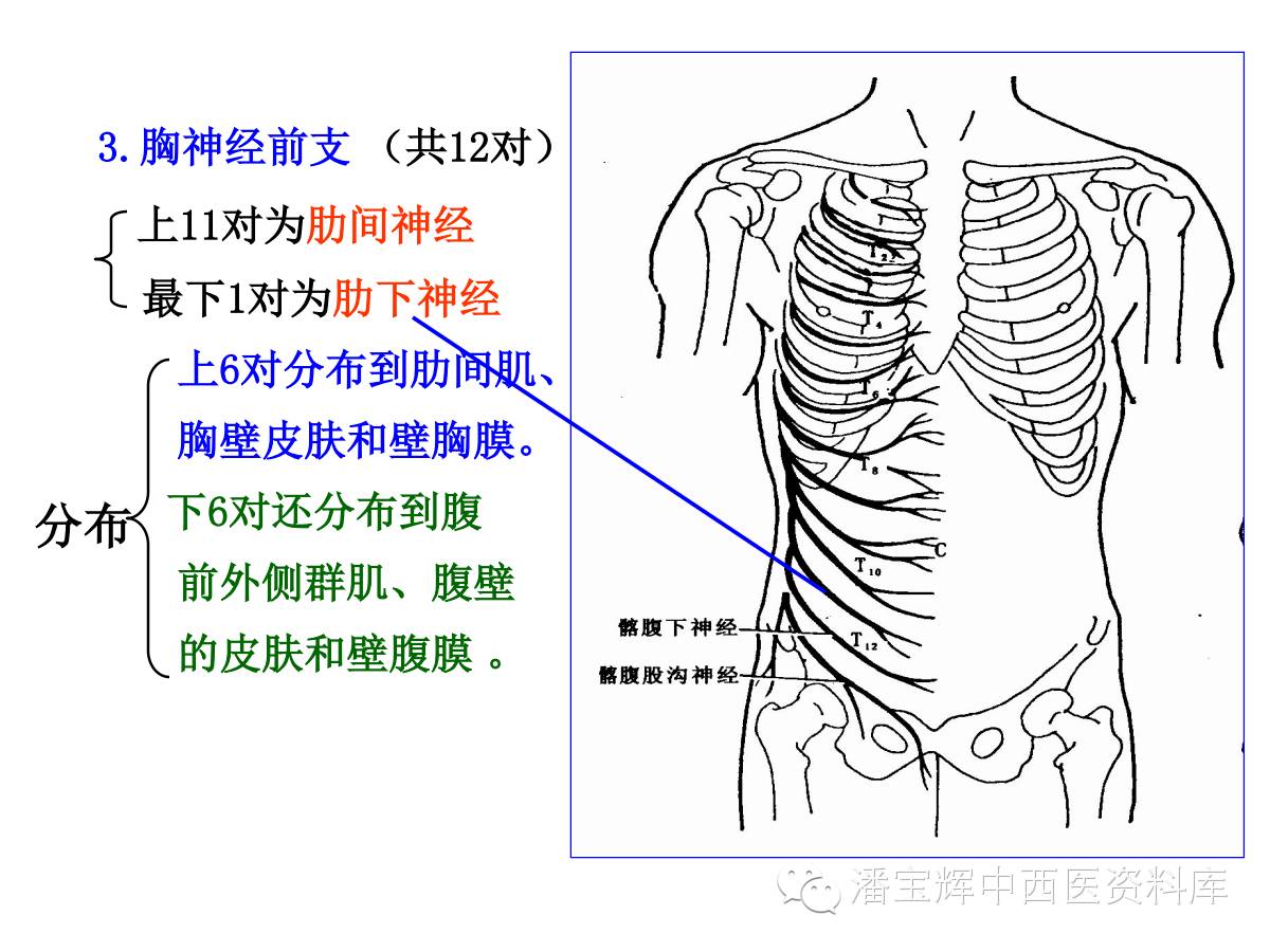 三十一对脊神经走形与支配图解