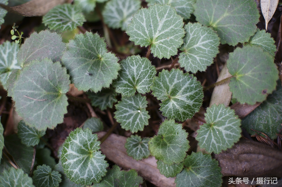 苦耳草药图片图片