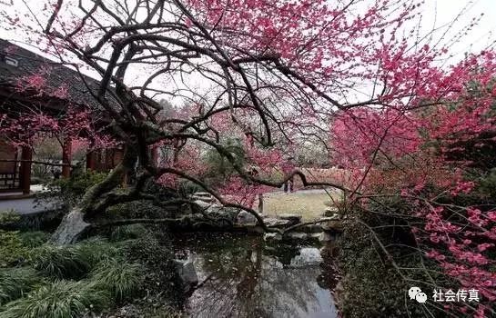 山梅园资料图片(来自网络)渔洋山梅园,以朱砂红声名在外,待到梅花吐蕊