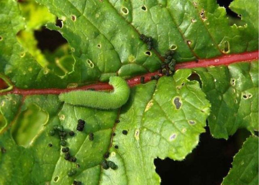 常见蔬菜害虫:蓟马和菜青虫的识别与防治方法