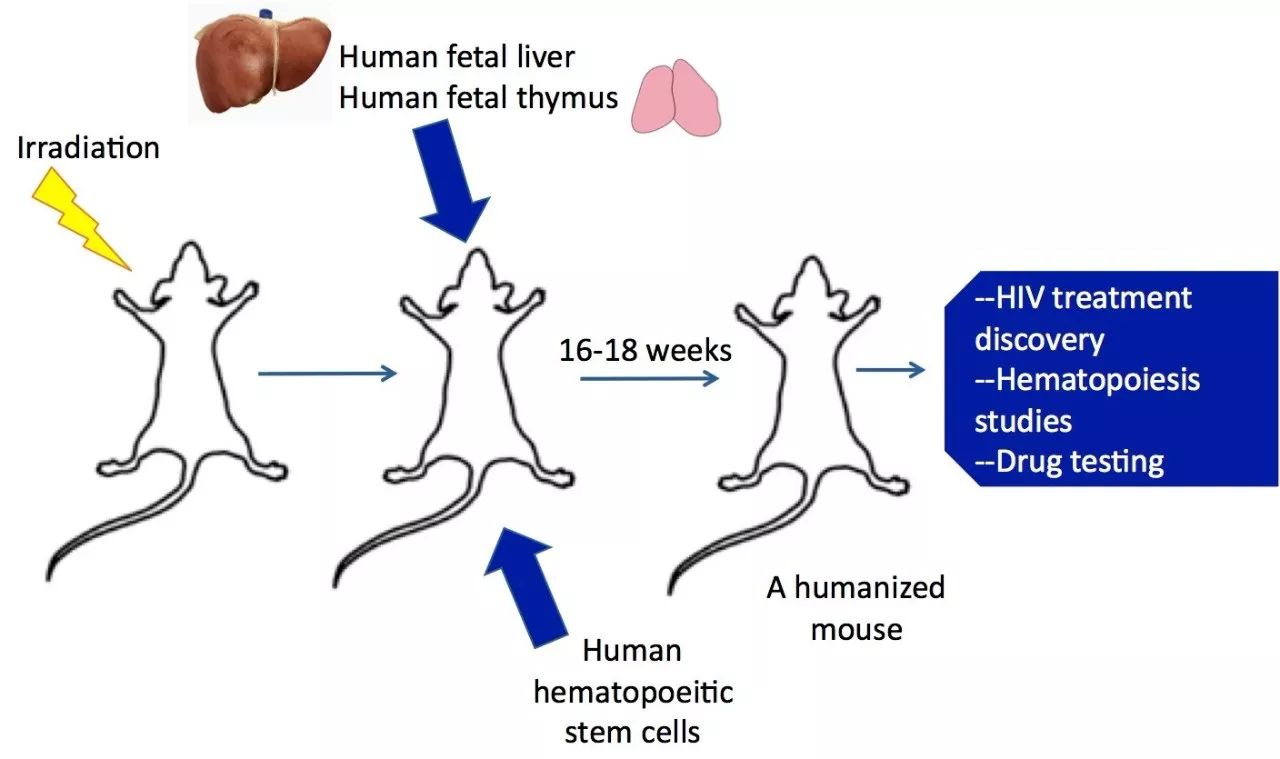 科学家们把实验小鼠画成这样真的好吗