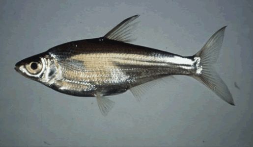 每天认识一种鱼122丨大眼华鳊这条鳊鱼不一样