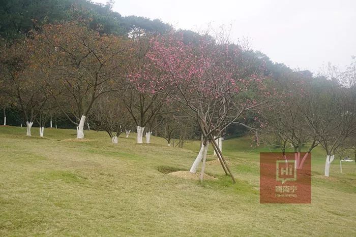 石門森林公園的櫻花開啦!更美的是