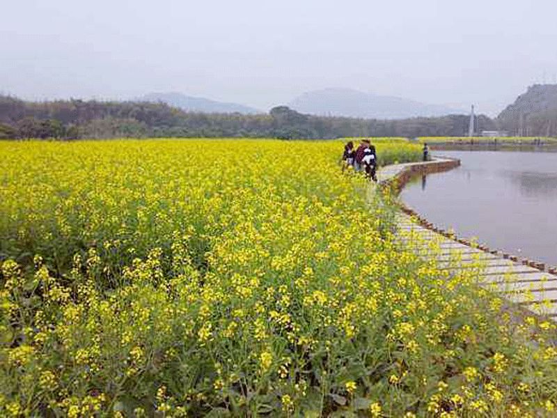 广州增城正果湖心岛油菜花基地