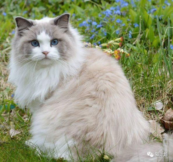 aurora的主人说"虽然布偶猫属于严格意义上的'室内猫,很多有经验的