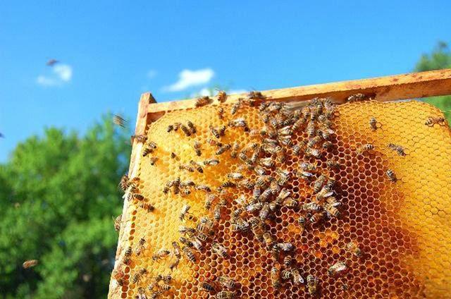 蜜蜂养殖技术视频教程 学养蜜蜂养殖技术视频指导