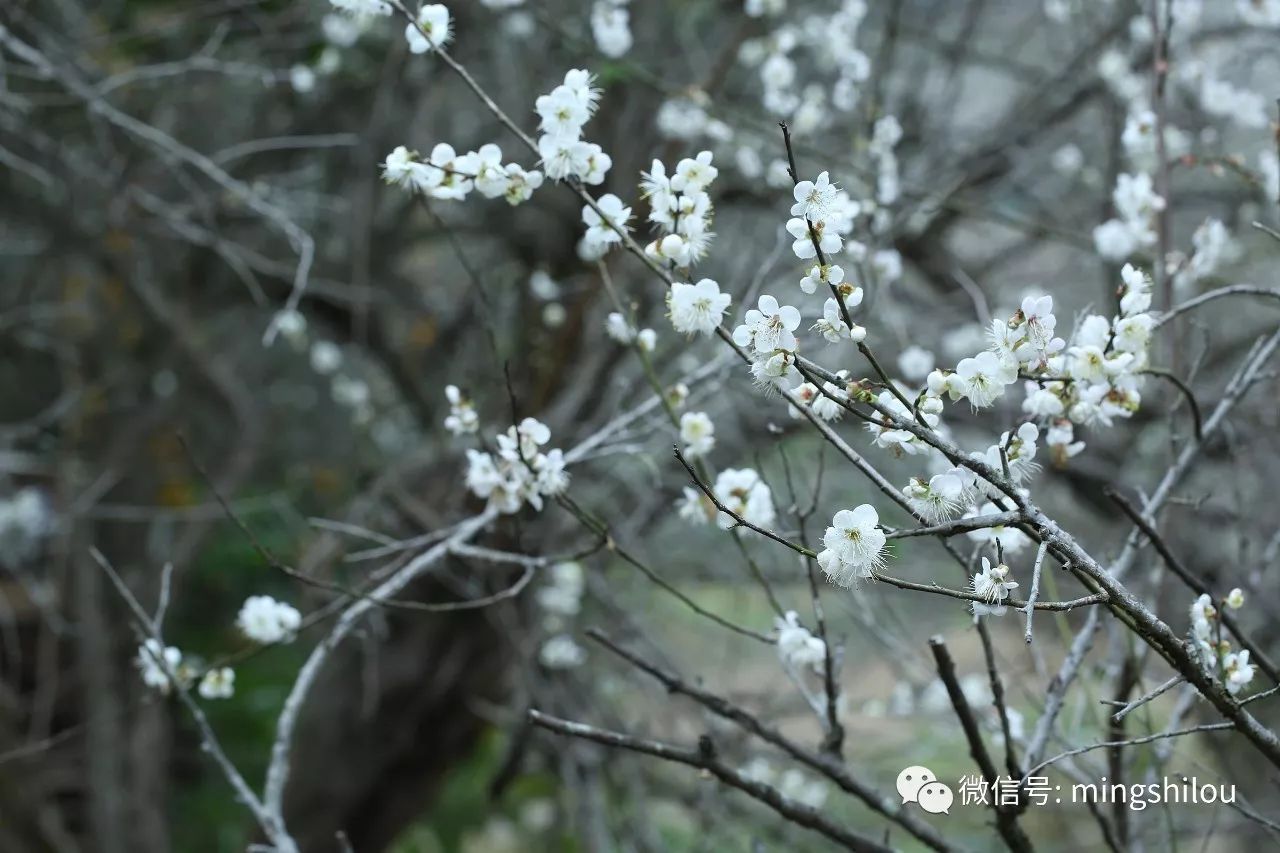 大雪的梅树下,听花开的声音▍听听古琴《梅花三弄》