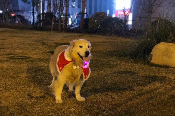 原來,因為晚上遛狗遛得遠,她每天會經過一個夜市,因為受不住美食的