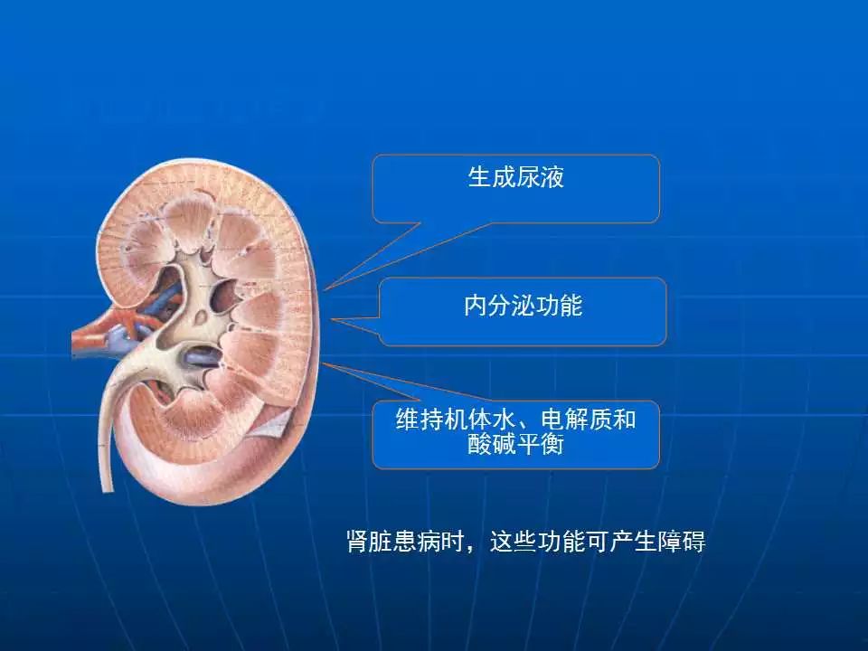 精彩幻灯 肾小球疾病