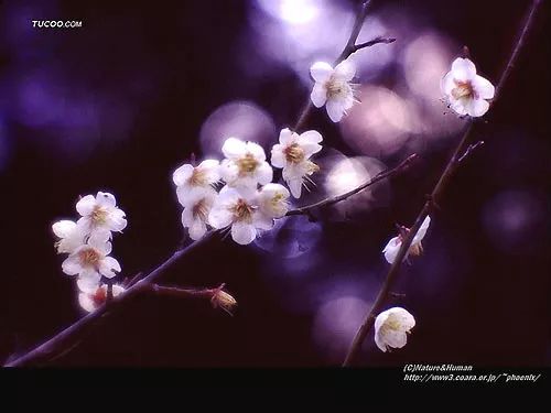 花语是桀骜不驯的花(花语是桀骜不驯的花是什么)