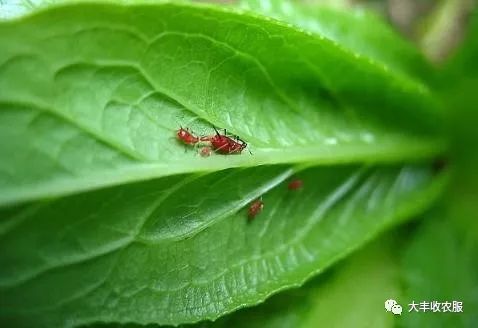 防治韭菜,大蒜根蛆