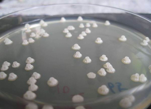水质净化菌剂——枯草芽孢杆菌