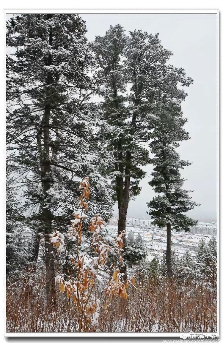 兴安红松傲雪凌风