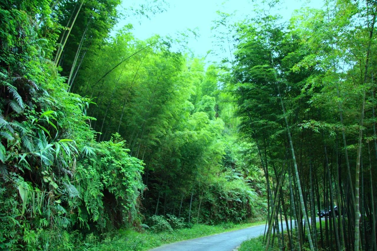 授田教育集团莲华艺苑行走在幽竹中