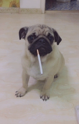 狗狗学人叼烟喝酒主人帮点烟时汪今天开始戒烟