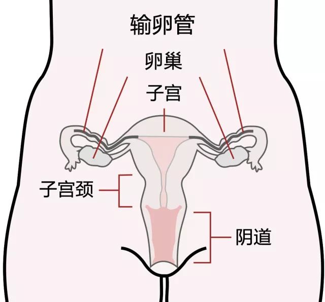 子宫在人体位置图解图片