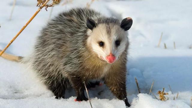 北美負鼠遇到兇殘猛獸怎麼辦裝死唄