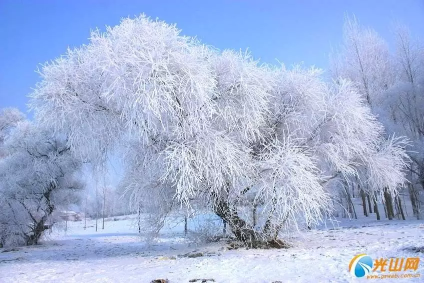 張福元東北雪松外四首