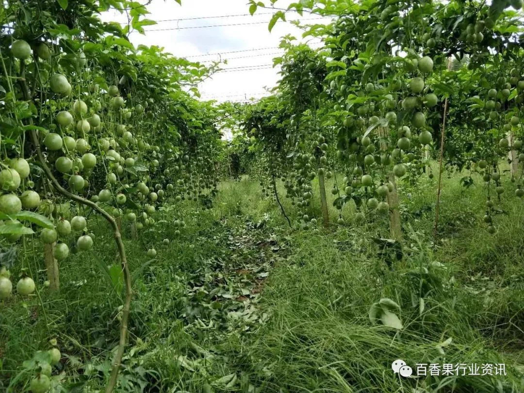 百香果籬笆式種植的優缺點,多圖分享!