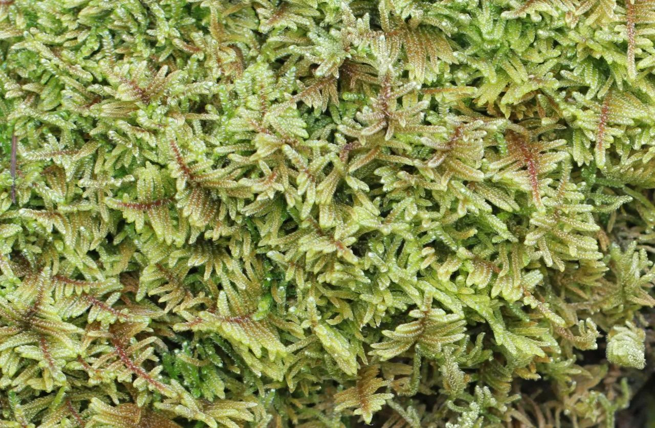 潮湿的环境有些苔藓它喜欢半阴有些苔藓它喜欢阳光砂藓角苔纲有4属,近