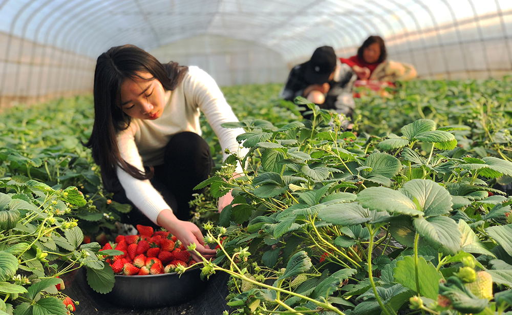 开启莓好时光 泸州江阳区草莓采摘正当时