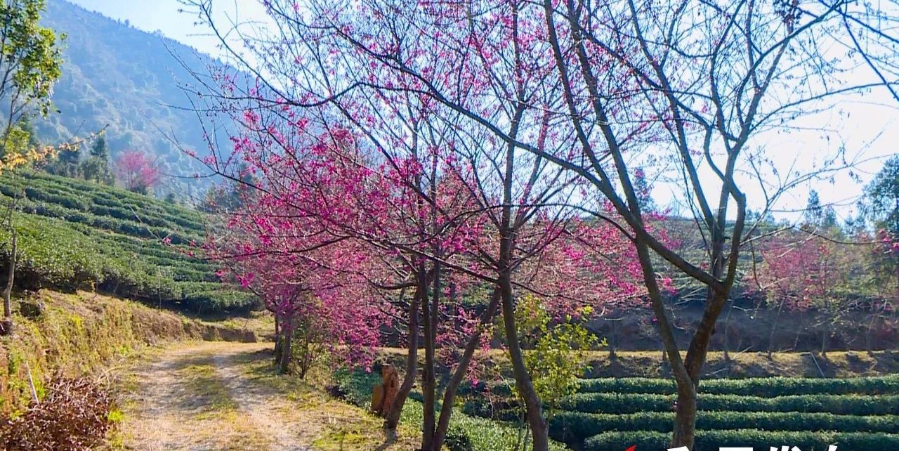 假期愁玩河源和平青州的樱花美艳动人