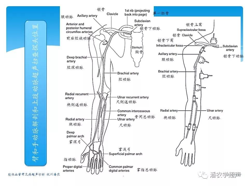 上肢血管解剖图超声图片