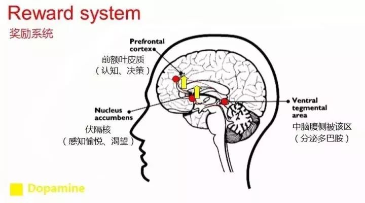 多巴胺與愛情:為何失戀那麼痛,那麼難以忘懷?