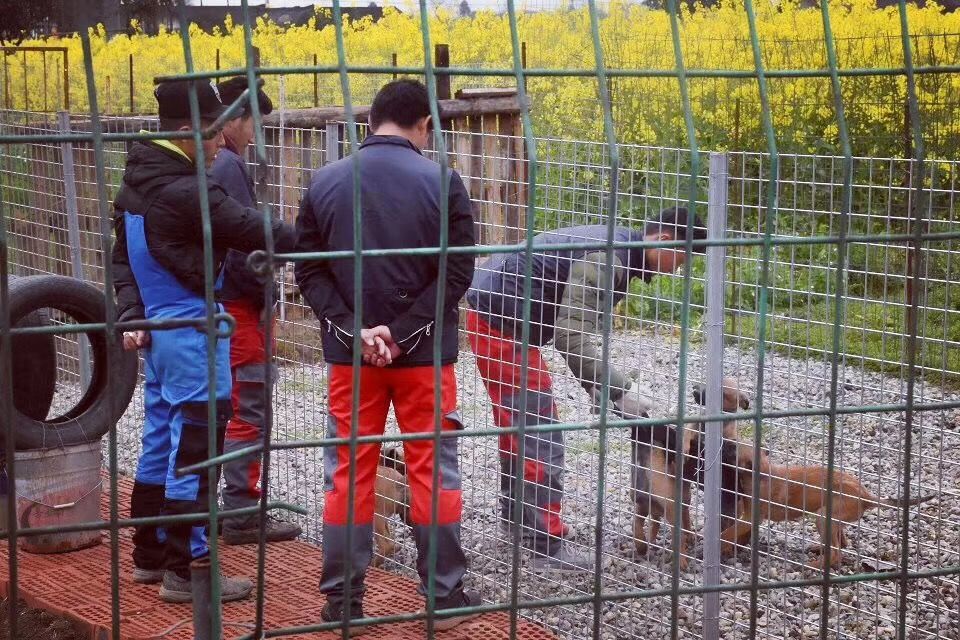 狼霸训犬学校火热招生中!