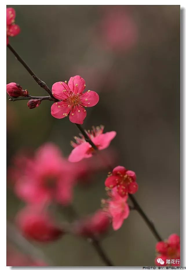 新春紅梅花開!