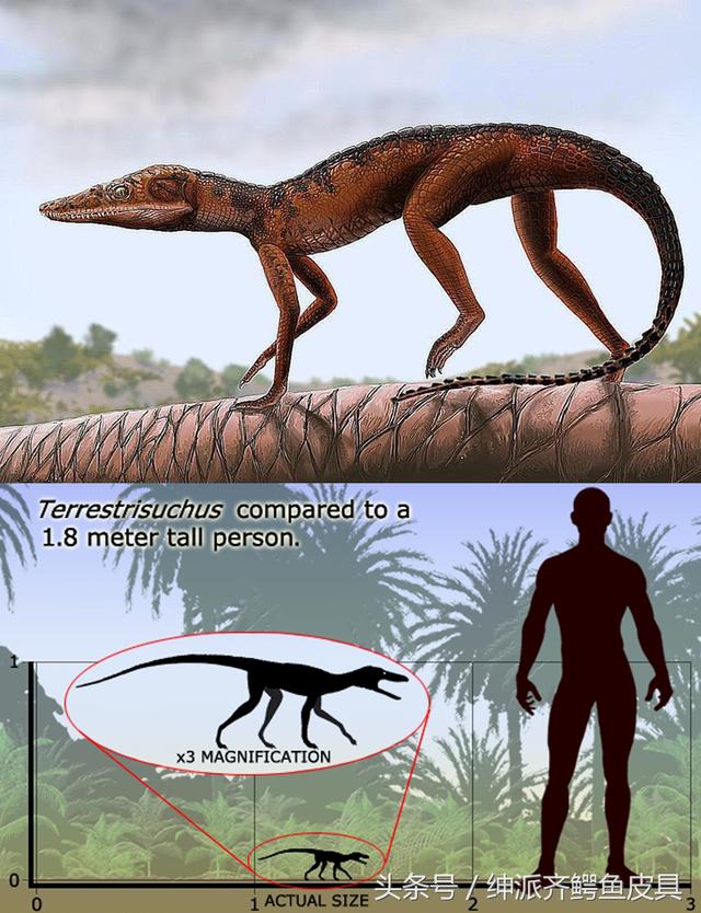 鳄鱼的祖先进化图图片