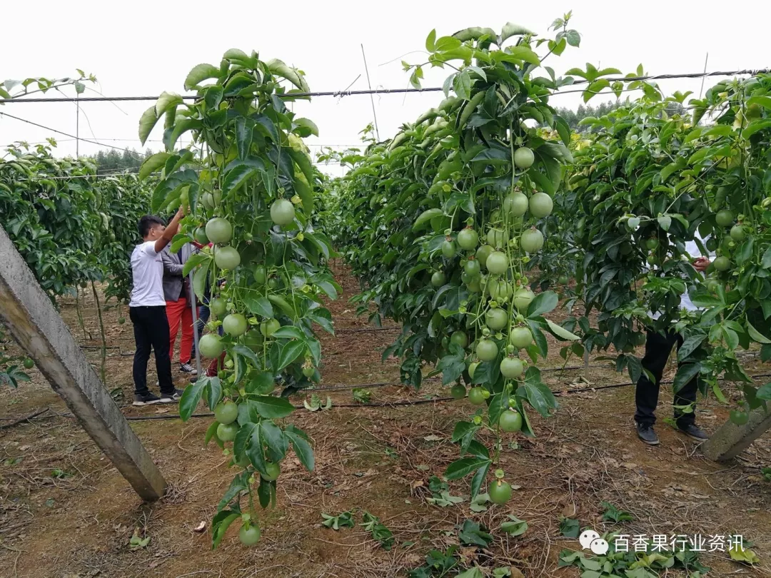 百香果籬笆式種植的優缺點,多圖分享!