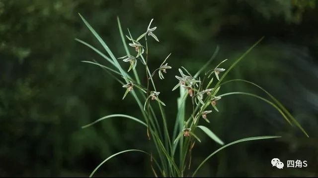 連城蘭花——深山有佳人 芳名譽四海!