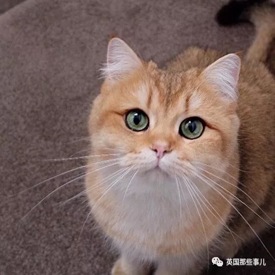 一只自带眼线的橘猫这自带妆感的大眼睛很妖艳咯