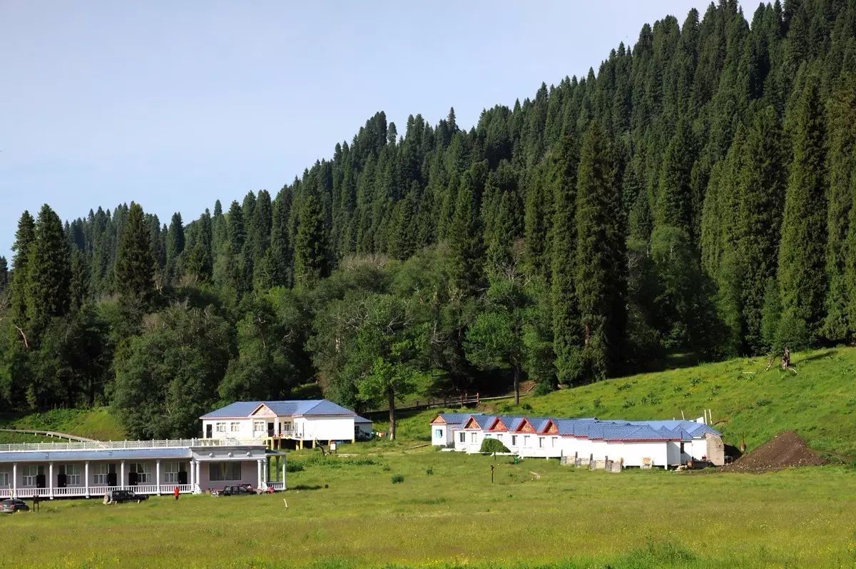 库尔德宁 天山深处的森林氧吧