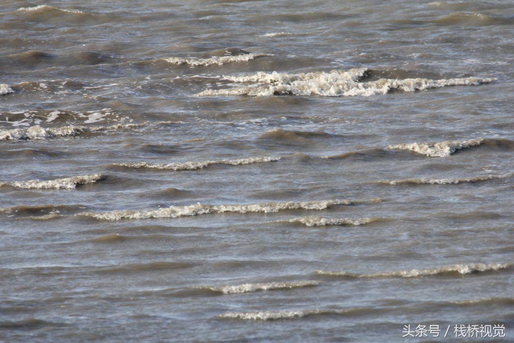 当日青岛海上迎9级大风,胶州湾近岸海底淤泥被风浪翻起,海水半清半浑