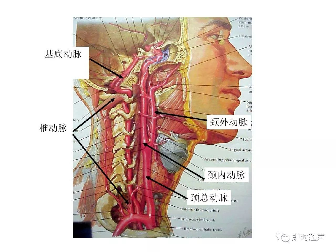 颈部血管解剖图详细图图片