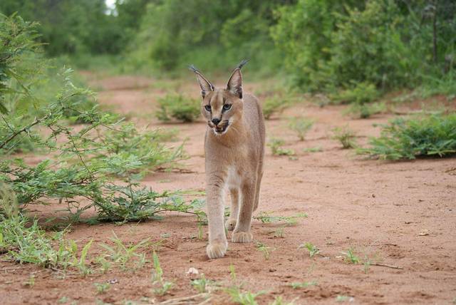 無危小斑虎貓leopardus tigrinus ——易危長尾虎貓leopardus