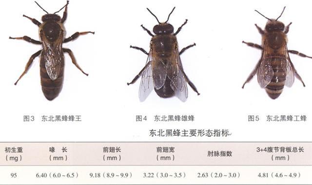 中国蜂种类及图片图片