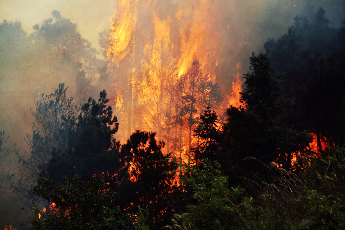 森林几个地方着火原来是它在故意纵火只为享用烧烤大餐