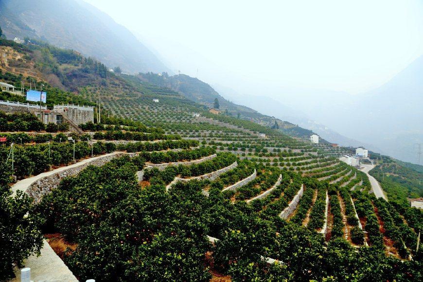 秭歸臍橙四季果香驚喜全國 催生三峽庫區多個億元村