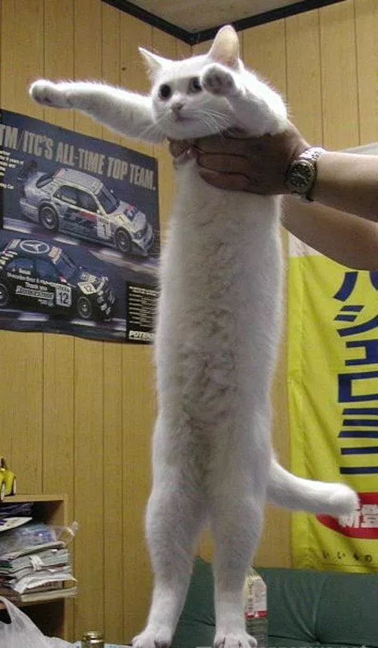 长腿猫品种图片