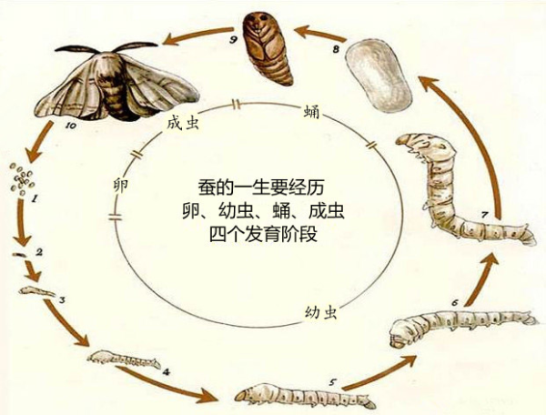 蚕的不同发育阶段家蚕是完全变态的寡食性昆虫,最适合的天然食料是