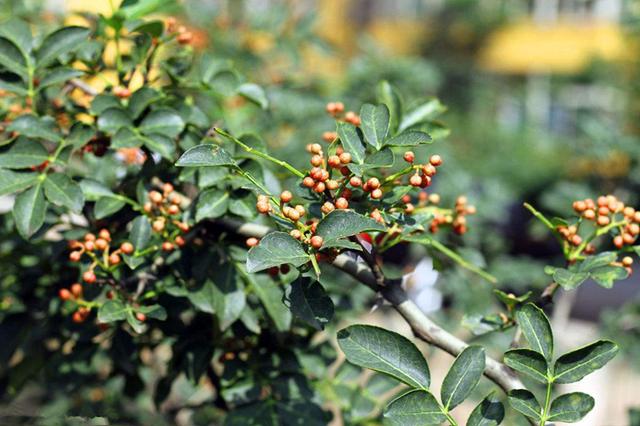 花椒樹生長一般要求年日照時數不得少於1800h,生長期