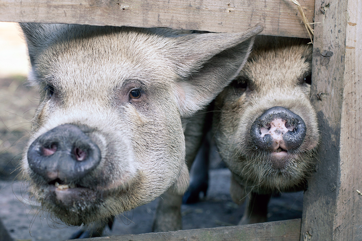 在这个明星扎堆的小区,最受欢迎的是两头猪
