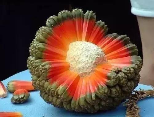 罕见的水果 奇怪图片