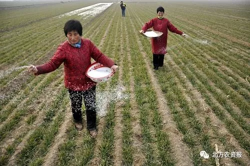 小麦马上要追肥,尿素选大颗粒还是小颗粒?