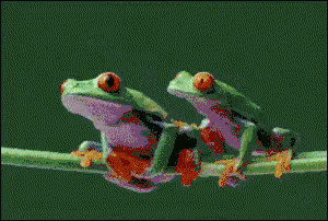彩虹青蛙gif图片
